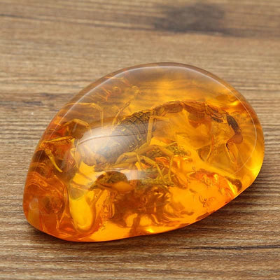 Insect Stone Scorpions Inclusion Amber Baltic Pendant